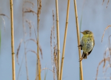 Bird on reed stalk 2, Netherlands